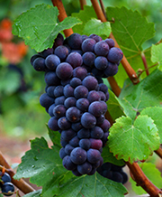 pinot noir grapes